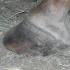 Hoof Abscesses